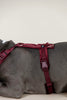 Dog Harness Active Velvet Bordeaux