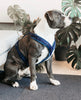 Dog Harness Active Velvet Navy