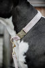 Dog Collar Velvet Light Rose