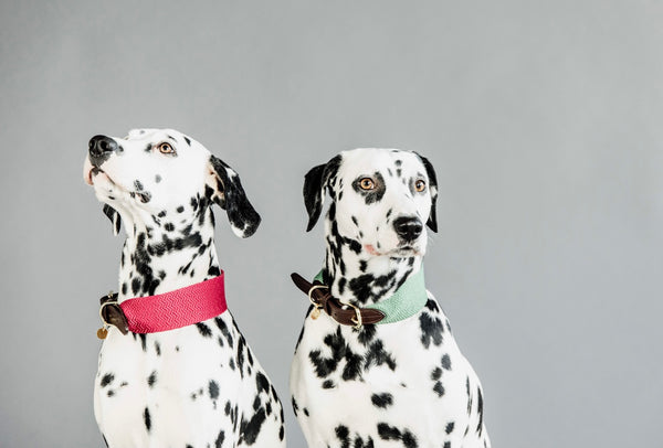 Dog Collar Jacquard Light Blue