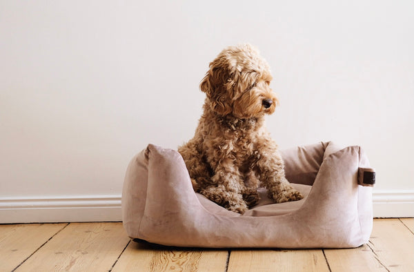 Dog Bed Velvet Beige