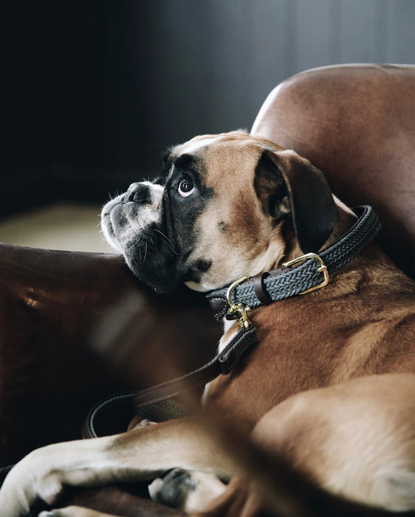 Plaited Nylon Dog Collar Grey