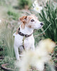 Dog Collar Velvet Leather Brown