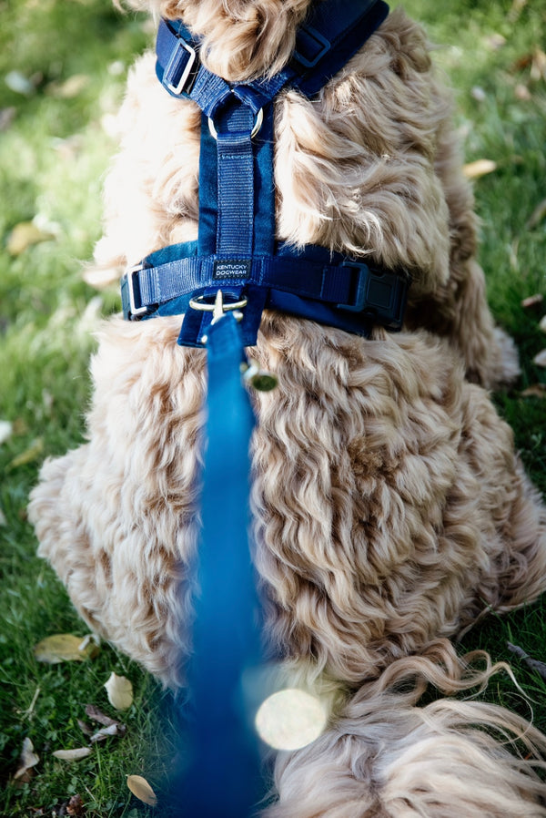 Dog Leash Velvet Navy