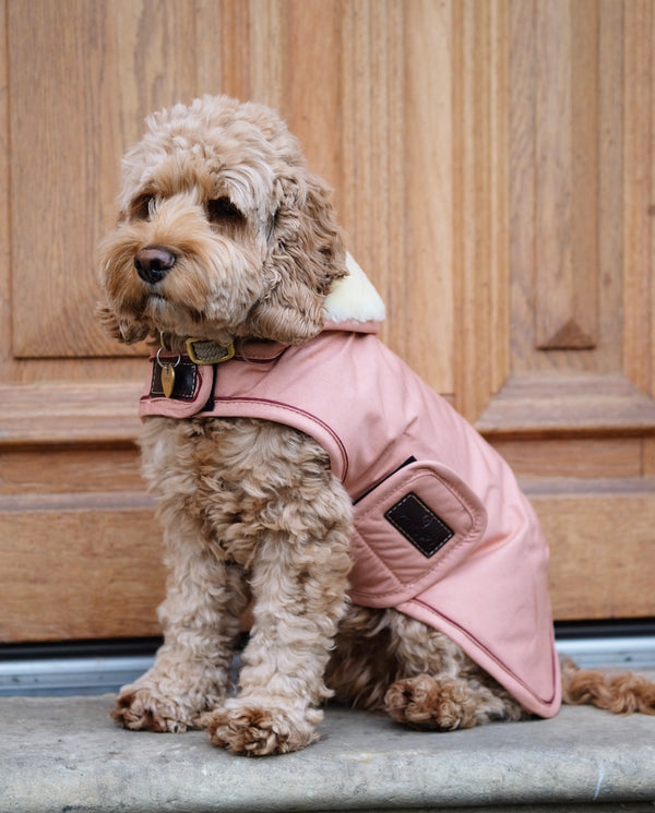 Dog Coat Waterproof Corall