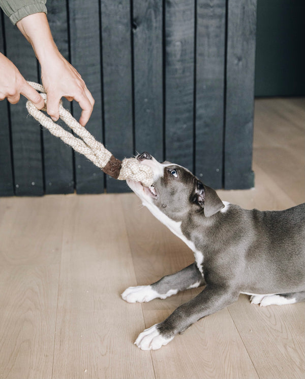 Cotton Loop Dog Toy