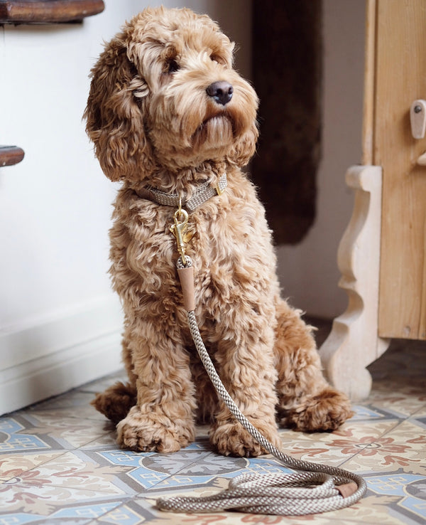 Dog Collar Taupe