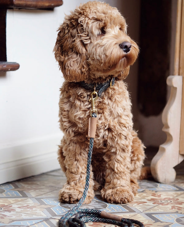 Dog Collar Tricolor