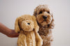 Plush Cockapoo Nugget