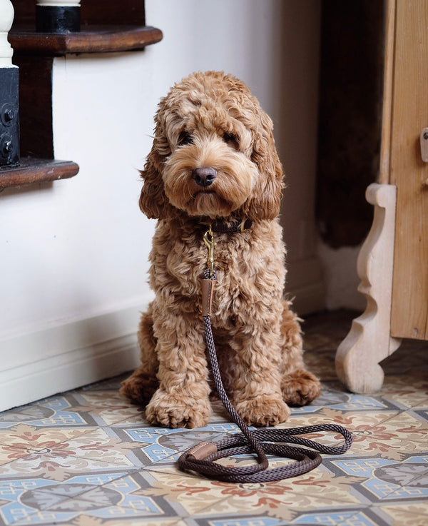 Dog Leash Brown