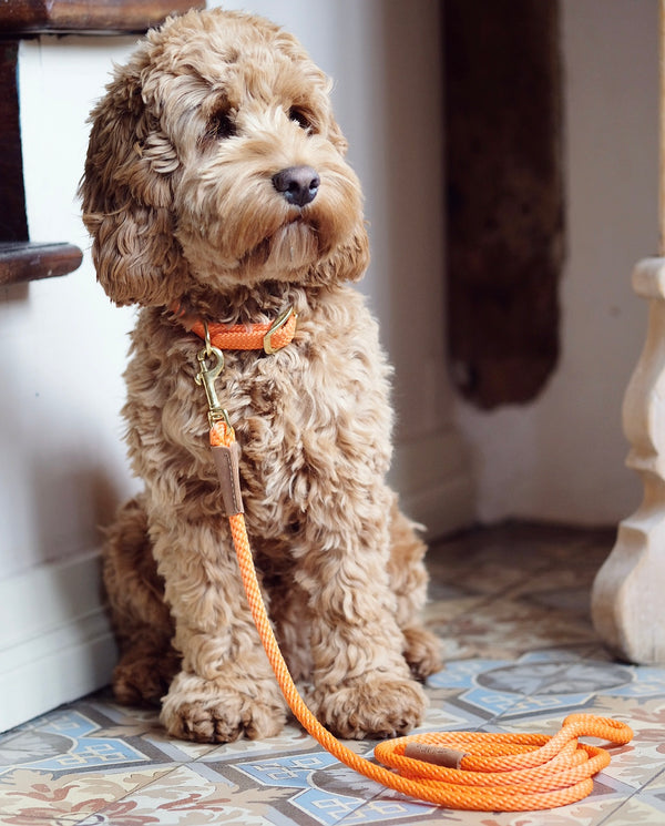 Dog Leash Orange