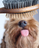 Dog Brush