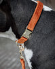 Dog Leash Velvet Orange