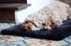 Travel Dog Bed Shearling